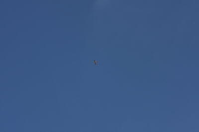 IMG 5966